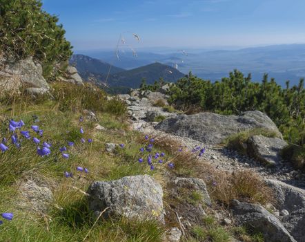 View from tatra mountains trail with rocks, boulders, blue bell flower and pine trees and coniferous forest hills, blue sky. Tatra mountain in summer, Slovakia.