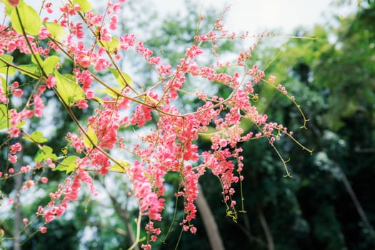 Pink flower of ivy in garden with the sunlight.