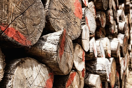 Log stacks along the forest with the sunlight.