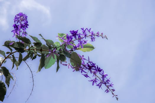 Purple flowers in garden with beautiful at the sky.