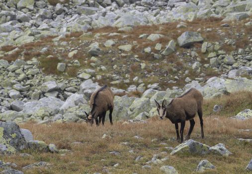 Group of chamoises grazing on autumn rocky meadow. The Tatra chamois, Rupicapra rupicapra tatrica , High tatras mountain, Slovakia