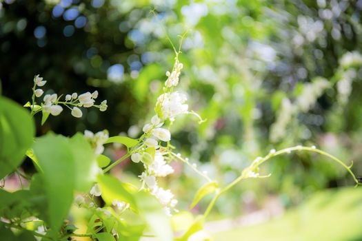 White flower of blur at sunlight in the garden.