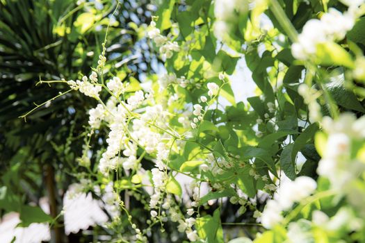 White flowering ivy on fence with the sunlight.