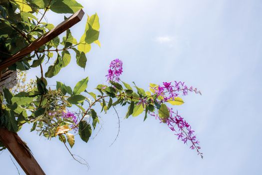 Purple flowers on trellis with the beautiful at sunlight.