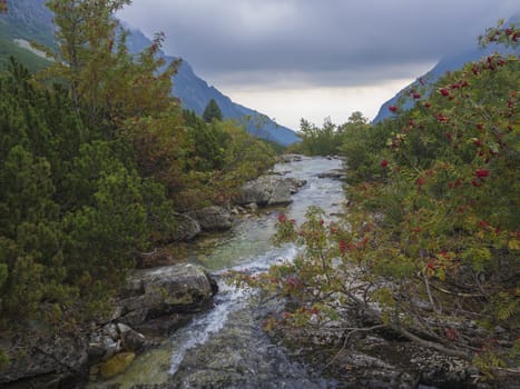 view on wild river stream with boulders, autumn colored rowan tree and moody sky at mountain valley Velka Studena Dolina in Slovakia High Tatra mountains. Beautiful autumn panorama.