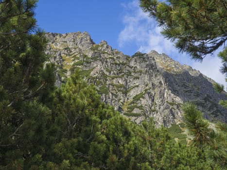 Beautiful sharp mountain peaks framed by pine trees, High Tatras mountain, Slovakia, late summer sunny day, blue sky background.