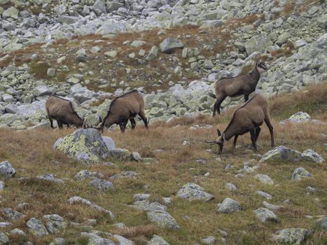 Group of chamoises grazing on autumn rocky meadow. The Tatra chamois, Rupicapra rupicapra tatrica , High tatras mountain, Slovakia