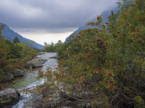 view on wild river stream with boulders, autumn colored rowan tree and moody sky at mountain valley Velka Studena Dolina in Slovakia High Tatra mountains. Beautiful autumn panorama.