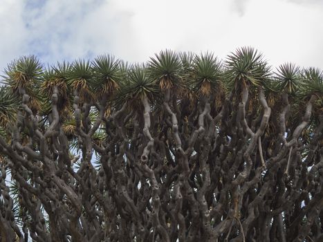 tree crown detail of old El drago famous millenario giant 2000 years old draceana tree in  Icod de los vinos Tenerife island Spain