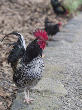 close up cock Dark Brahma Rooster standing on the road with two defocused hen in background