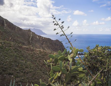 close up opuntia cactus with lava rock cliff  blue sea horizon and sky with white clouds nature background in anaga mountain tenerife