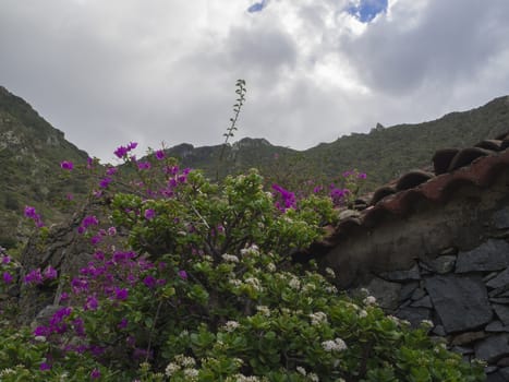 purple tropical flowers with old stone house and green hills white clouds sky background