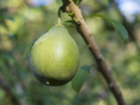 close up macro green ripe avocado fruit Fuerte Persea americana on the tree branch with leaves selective focus