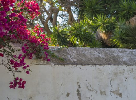 white plaster cracked wall with purple pink tropical flowers and green palm tree natural floral background with copy space