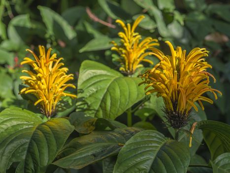 close up macro group of blooming yellow flower Brazilian plum - Justicia aurea umbrosa or yellow jacobinia selective focus green background