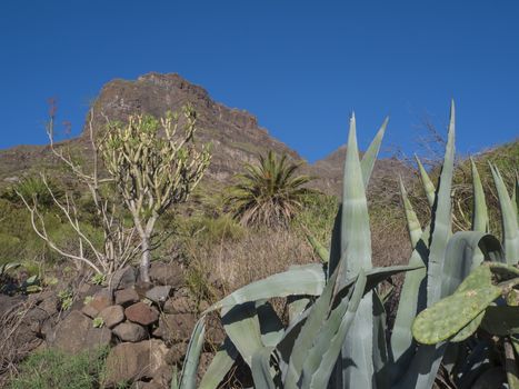 Canary Island, Tenerife,  view on canyon Masca valley with rock, big stones, green tropical bush vegetation;agave leaves;aloe vera and blue sky background