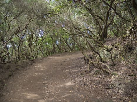 footpath curve on Sendero de los Sentidos path od the senses in mystery primary Laurel forest Laurisilva rainforest with old green mossed tree and in anaga mountain, tenerife  canary island spain