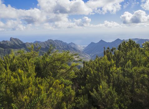 view point in anaga mountain sharp peaks with green cypress bush and dramatic blue sky white clouds background, tenerife  canary island spain