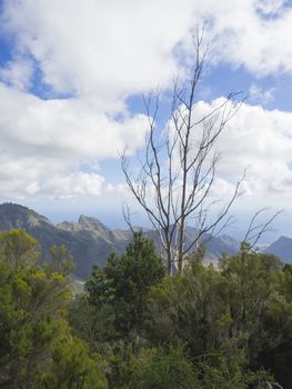 view point in anaga mountain sharp peaks with green cypress bush and blue sky white clouds background, tenerife  canary island spain