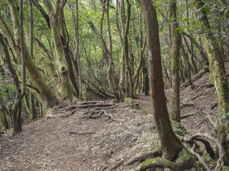 mystery primary Laurel forest Laurisilva rainforest with old mossed trees twisted roots in anaga mountain, tenerife canary island spain, natural background