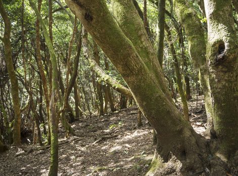 mystery primary Laurel forest Laurisilva rainforest with old mossed trees twisted roots in anaga mountain, tenerife canary island spain, natural background