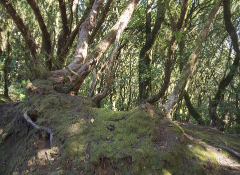 mystery primary Laurel forest Laurisilva rainforest with old mossed trees twisted roots in anaga mountain, tenerife canary island spain, natural background