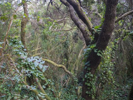 mystery primary Laurel forest Laurisilva rainforest with old mossed trees and green ivy in anaga mountain, tenerife canary island spain, natural background