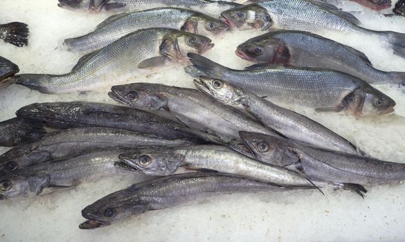 close up cold iced sea fish on ice Merluccius merluccius (European hake) and The European bass (Dicentrarchus labrax)