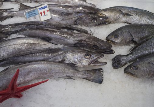 close up cold iced sea fish on ice Merluccius merluccius (European hake) and The European bass (Dicentrarchus labrax) with price tag