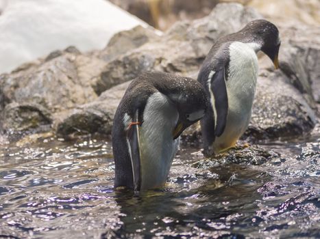 two close up penguin in the water with head down, rock and iceberg background