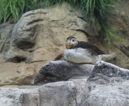 Close up young Puffin sitting on the granite rock