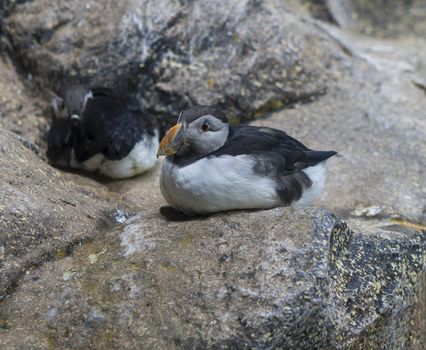 Close up young Puffin sitting on the granite rock