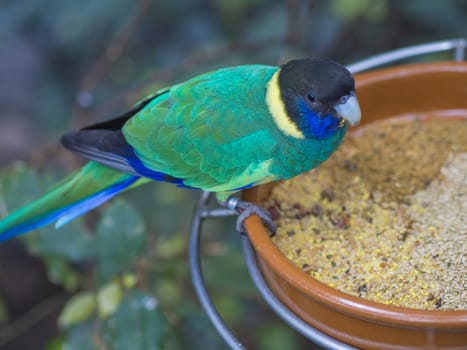 close up exotic colorful black blue green parrot Australian ringneck lorikeet eating feeding from bowl of grain