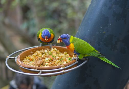 two close up exotic colorful red blue green parrot Agapornis lorikeet eating feeding from bowl of grain