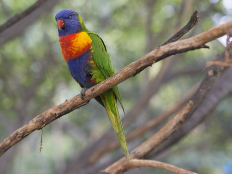 close up exotic colorful red blue green parrot Agapornis lorikeet sitting on the tree branch