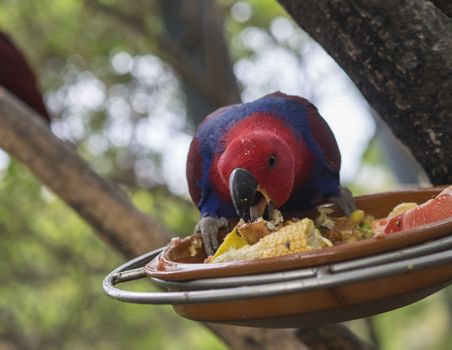 close up exotic red blue parrot Agapornis parakeet eating grain and fruit from bowl on the tree branch