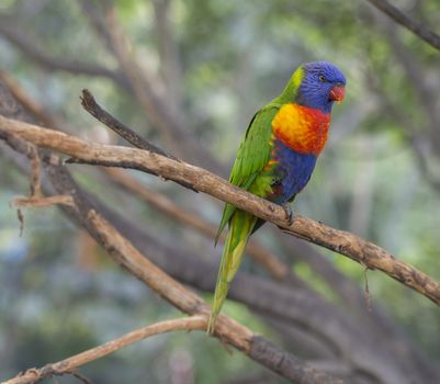 close up exotic colorful red blue green parrot Agapornis reainbow lorikeet sitting on the tree branch