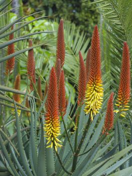 group of red and yellow blooming candelabra aloe flowers- Aloe arborescens in tropical botanical garden on Tenerife, selective focus