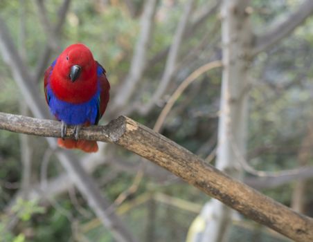 close up exotic red blue parrot Agapornis parakeet sitting on the tree branch