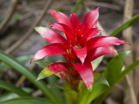 close up red Bromeliad ( Bromeliaceae) plant tropical flower, selective focus