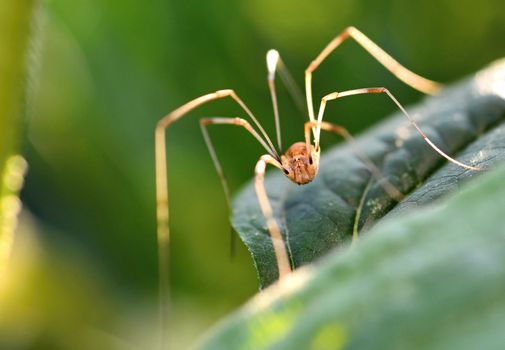 Long legs Opiliones spider on green leaf in front of natural green background, macro extreme closeup.