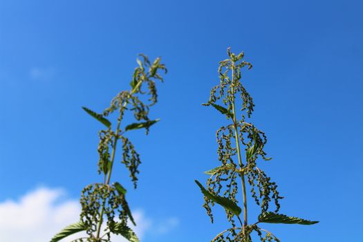 The picture shows many stinging nettles in front of the blue sky