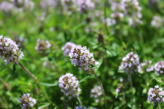 The picture shows blooming thyme in the garden