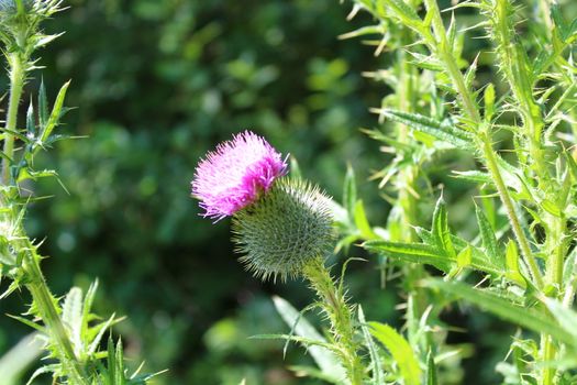 The picture shows a blossoming boar thistle in the meadow