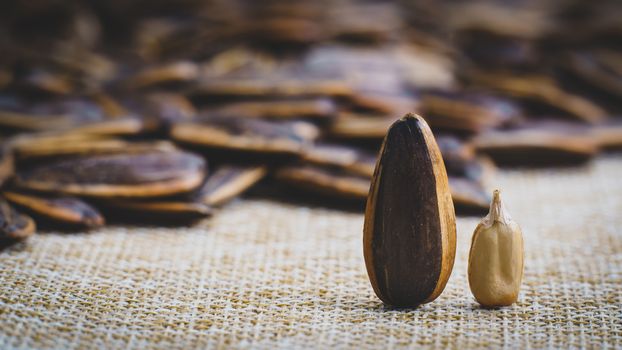 Sunflower seed stands on a sack background.