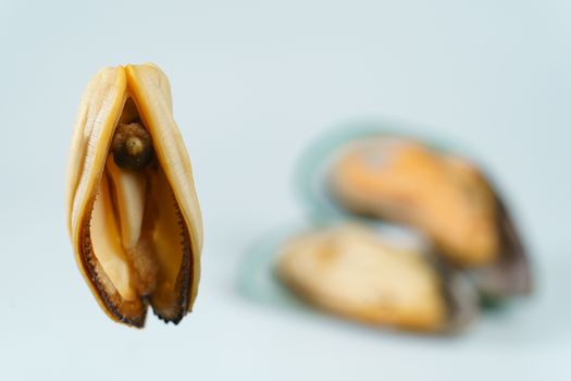 Mussels on a white background