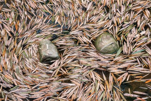 Bamboo leaves surrounding rock on a pond in China