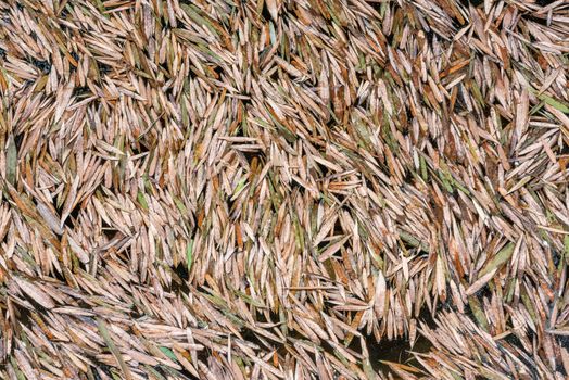 bamboo leaves on a pond in China