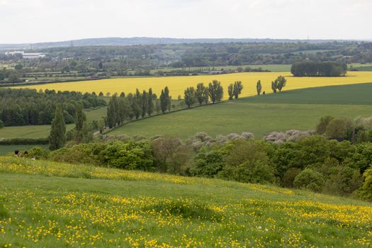 South Oxfordshire countryside with River Thames looking from Wittenham Clumps towards Dorchester On Thames. View looking across fields with yellow buttercup flowers on the hills down to fields of rape seed.High quality photo