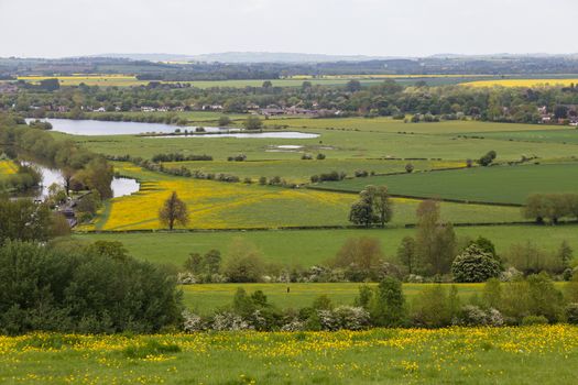 South Oxfordshire countryside with River Thames looking from Wittenham Clumps towards Dorchester On Thames. View looking across fields with yellow buttercup flowers on the hills down to fields of rape seed.High quality photo